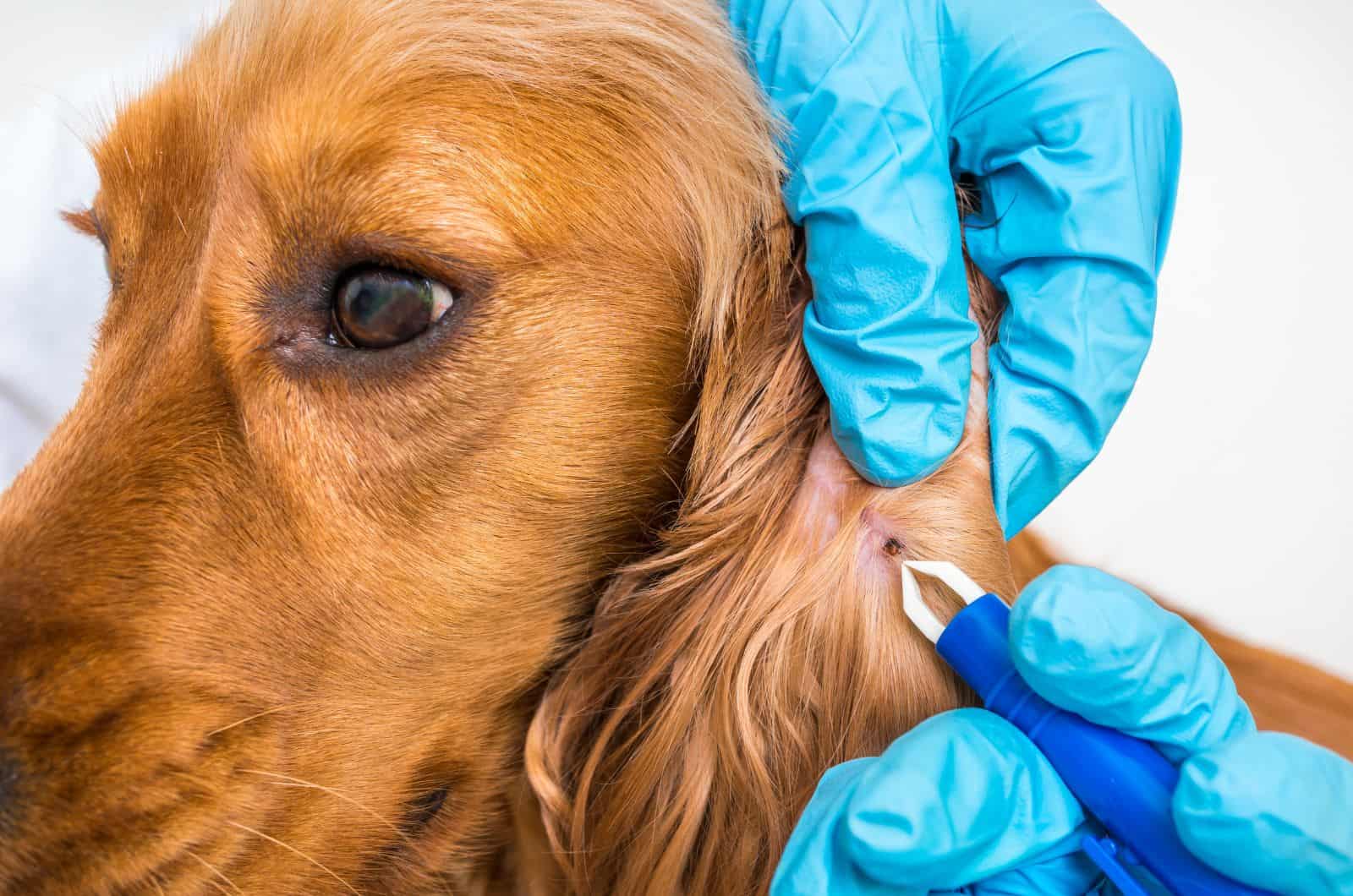 vet cleaning tick from fur