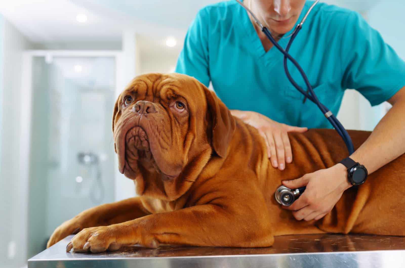 vet examining a dogue de bordeaux