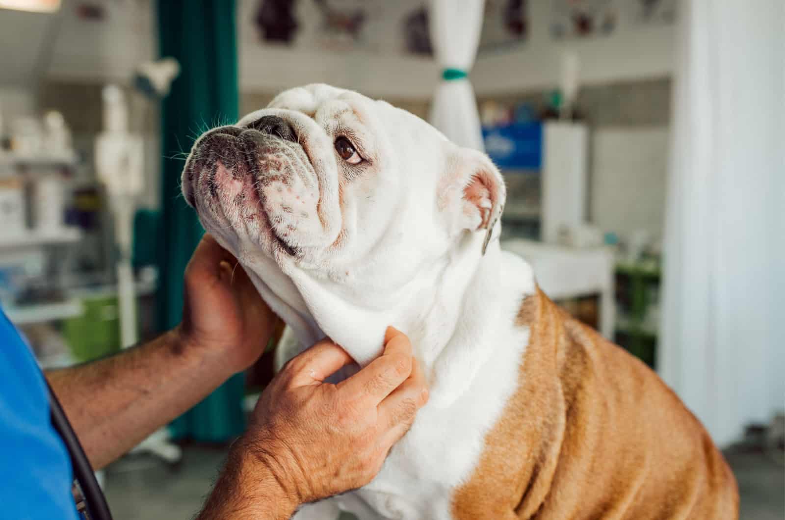 vet examining an english bulldog