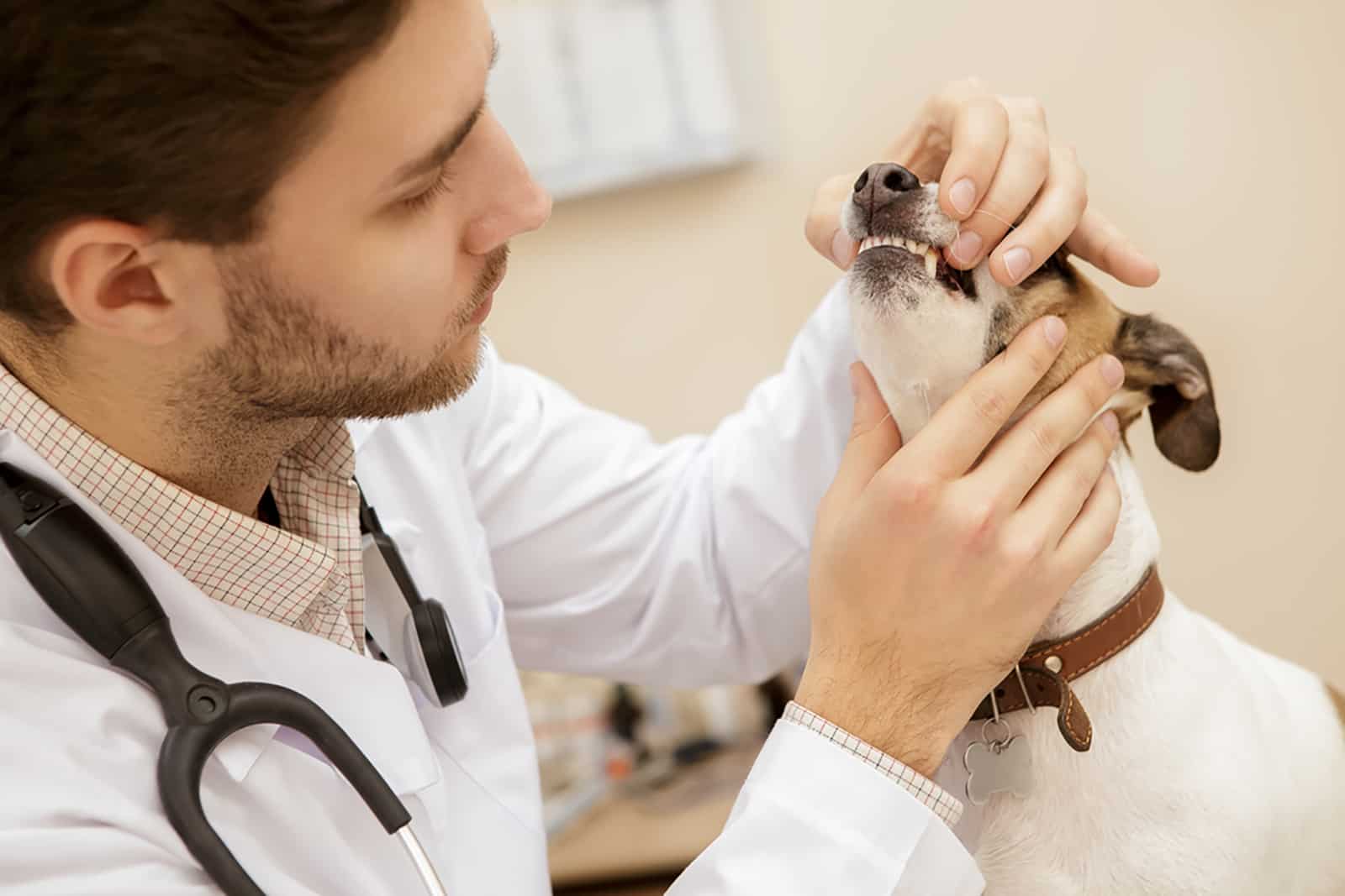 vet examining dog's gums at clinic