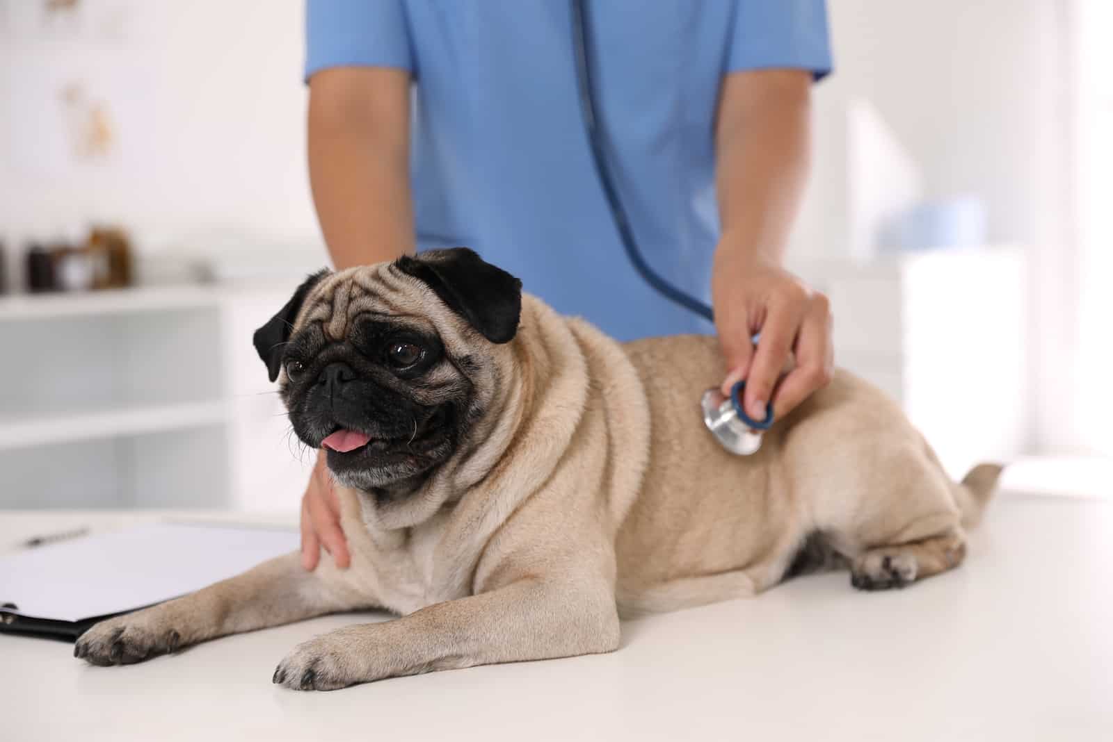 vet examining pug