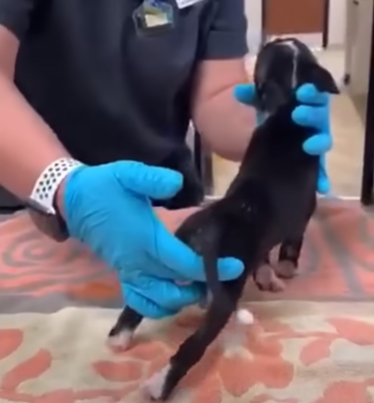 vet examining the dog