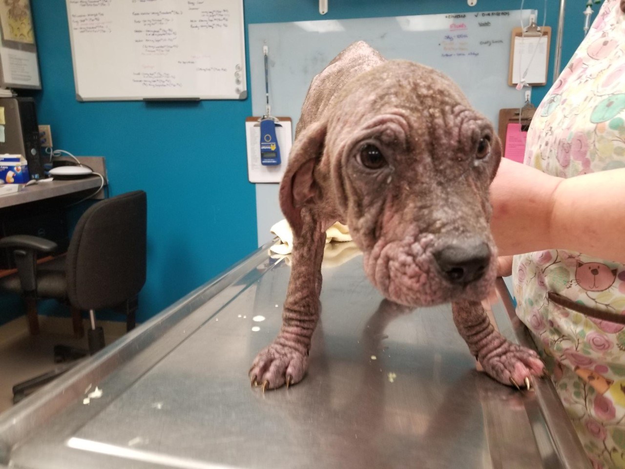 Vet examining the puppy