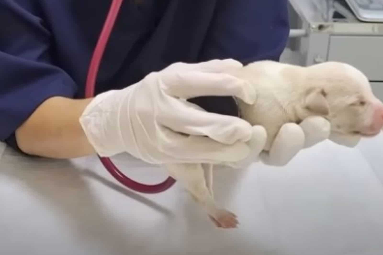 vet holding newborn puppy and examines him