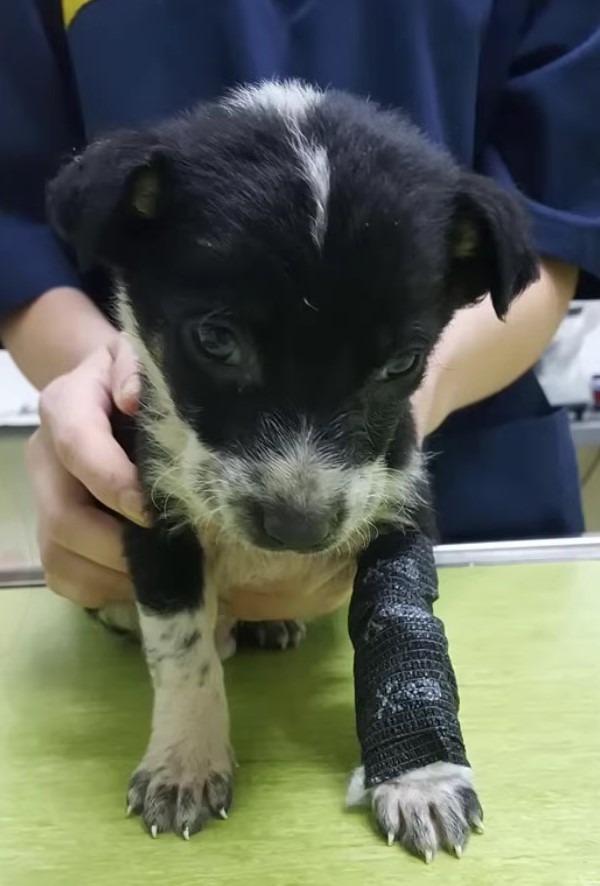 vet holding the dog