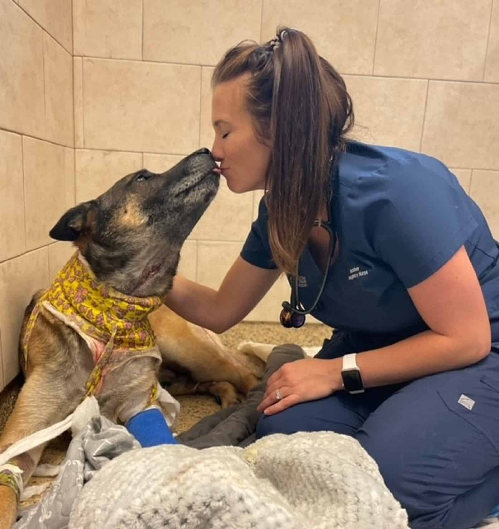 vet kissing german shepherd dog lying in his bed