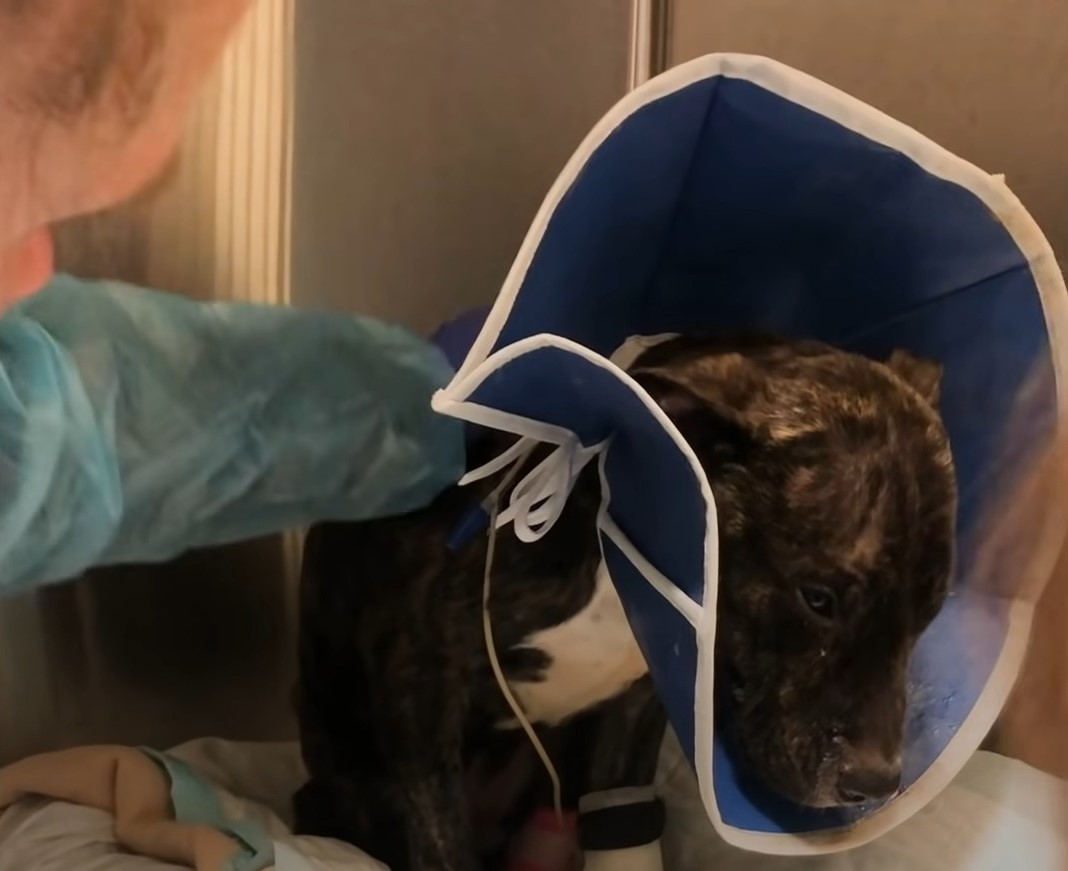 vet taking care of the stray pit bull