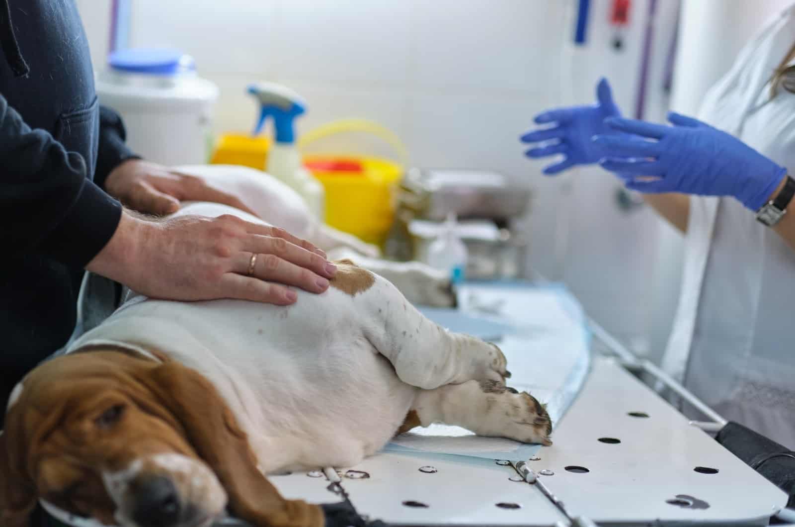 vet talking to dog's owner befor examination