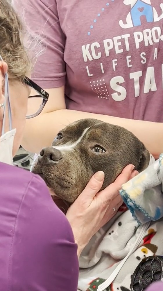 vet with glasses and dog