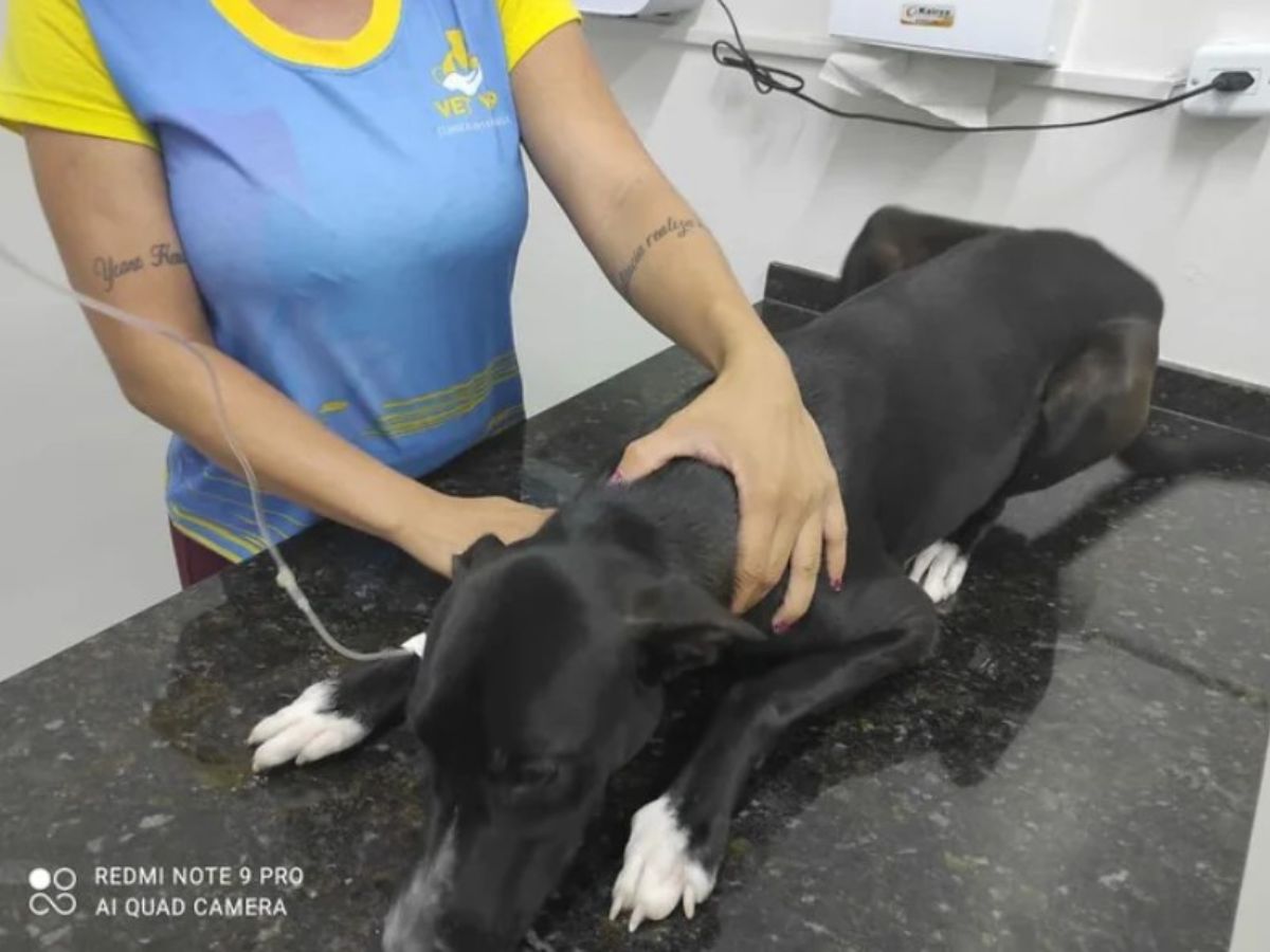 veterinarian checking dog