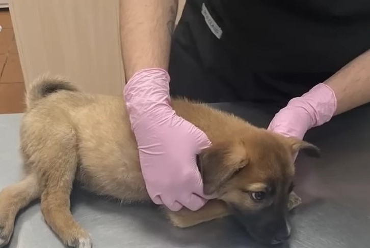 veterinarian examining the dog