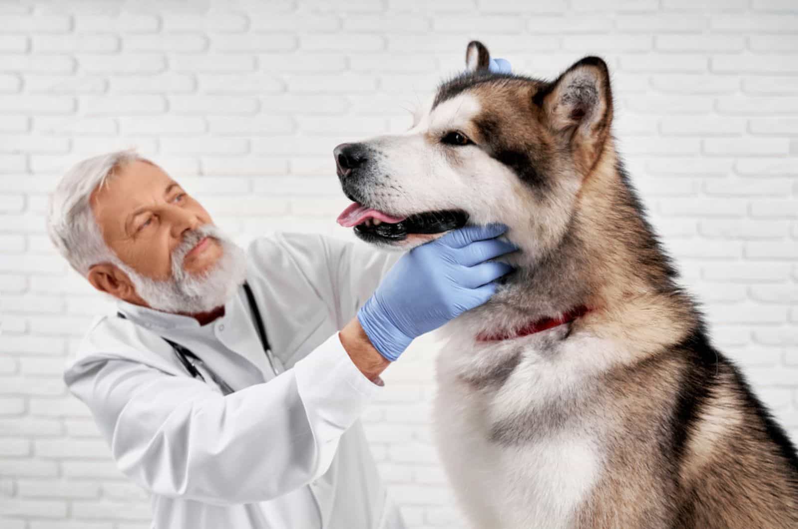 veterinarian examining alaskan malamute at clinic