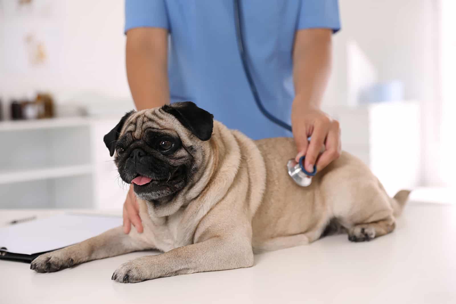 veterinarian examining cute pug dog in clinic