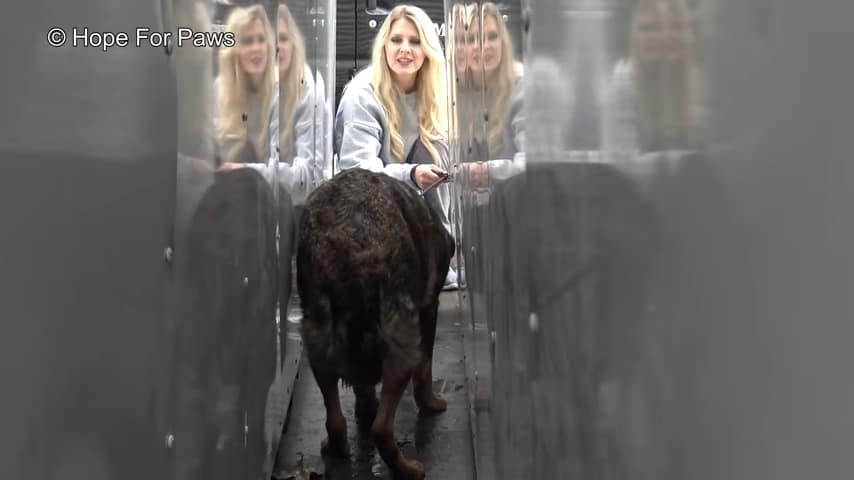 veterinarian helping dog