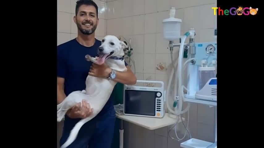 veterinarian holding a dog