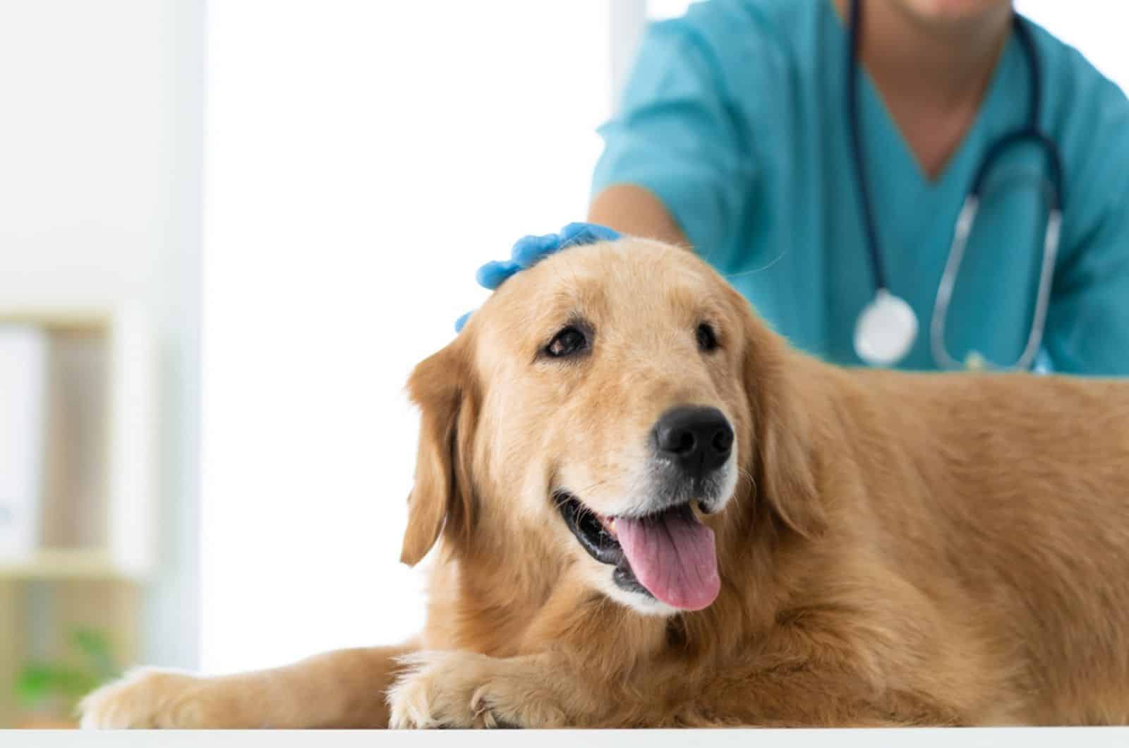 veterinarian is gently petting the dog's head in the veterinary clinic