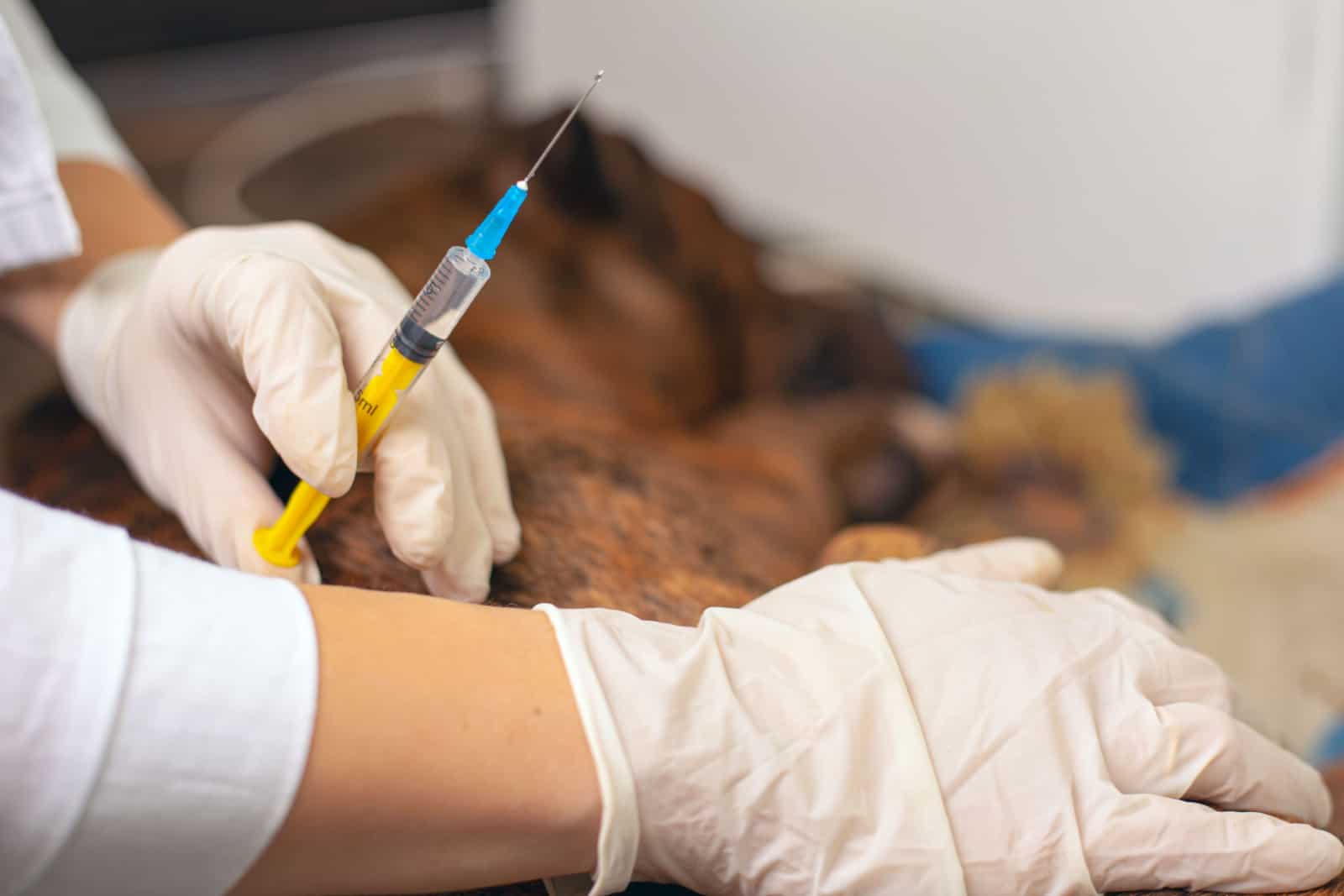 veterinarian is preparing give an injection to a dog