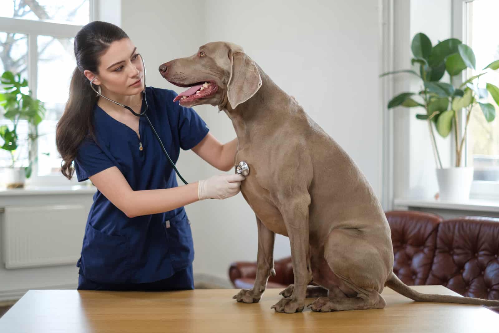 Veterinary surgeon and weimaraner dog at vet clinic