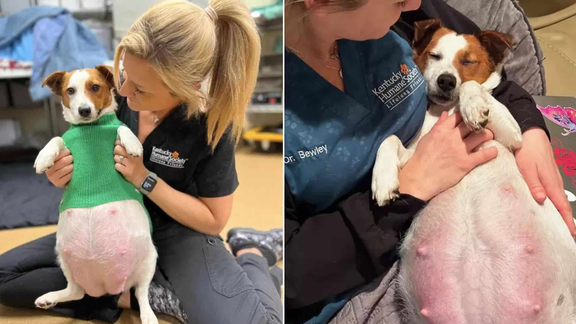 A Tinny Terrier Shocks Everybody When She Gives Birth To Large Litter