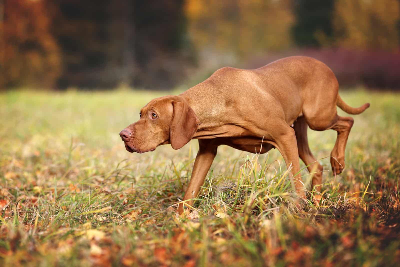 Beautiful Vizsla dog in nature