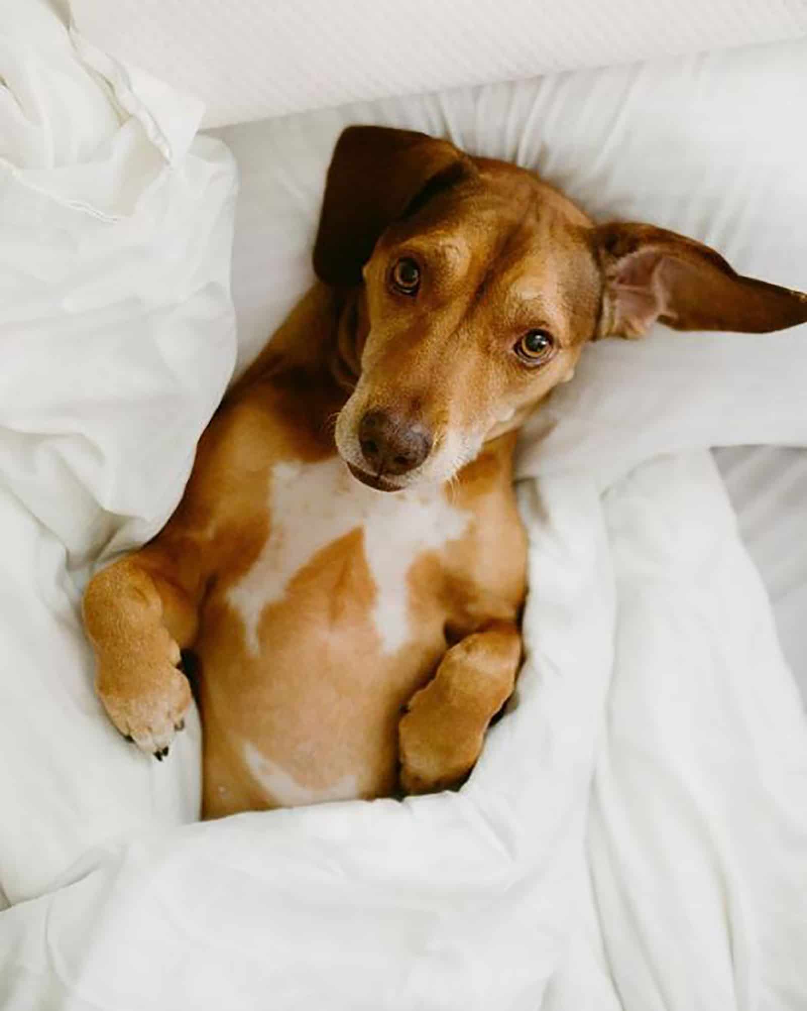 vizsla beagle mix