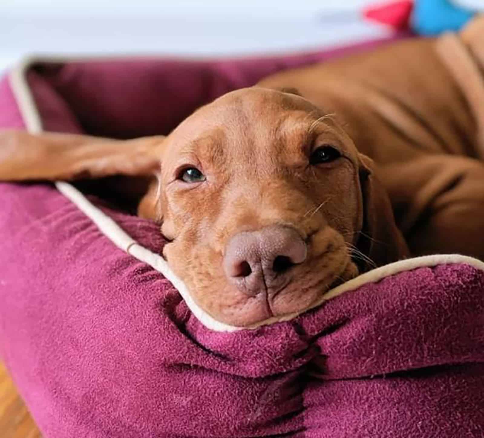 vizsla dachshund mix