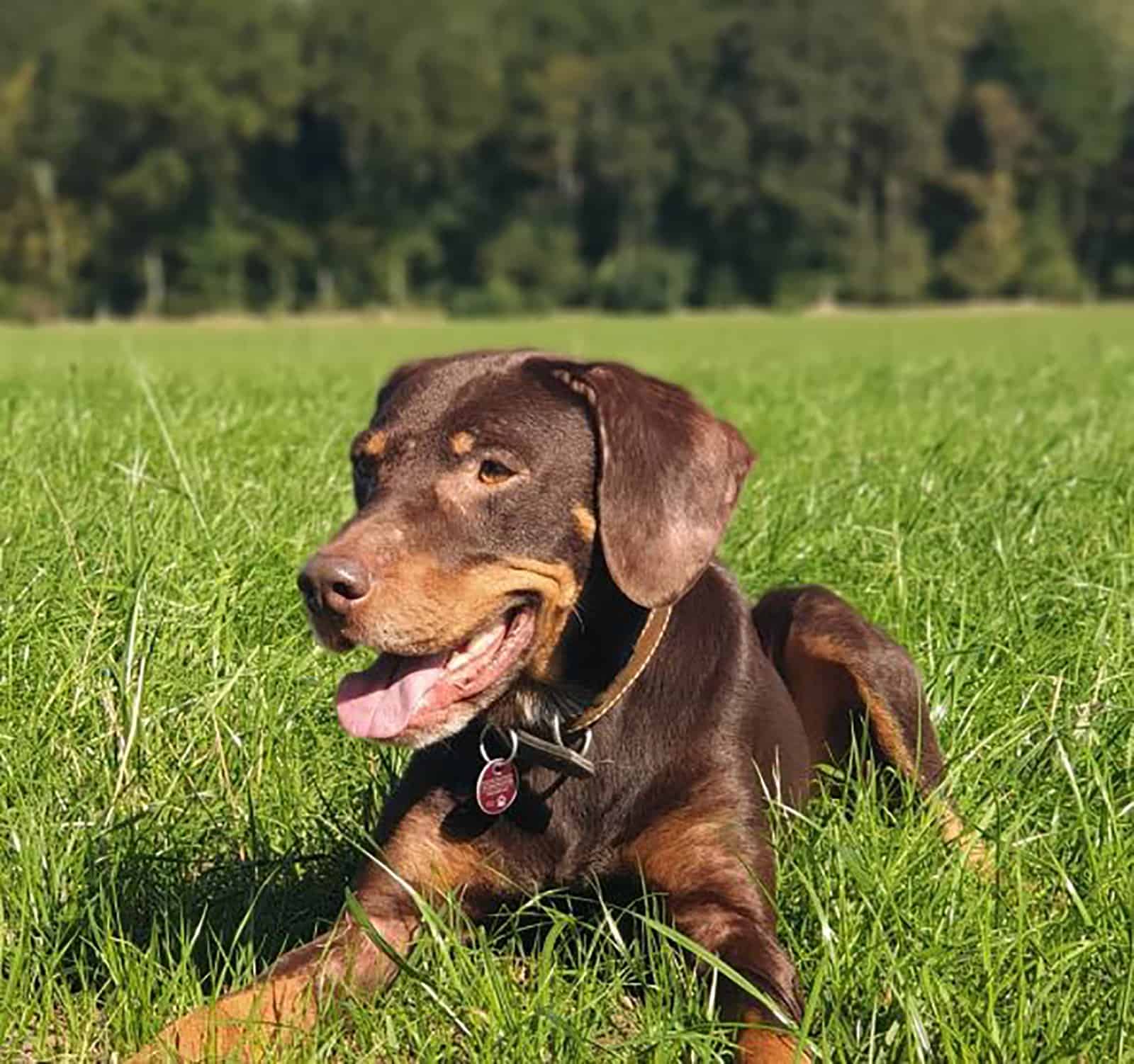 vizsla doberman mix