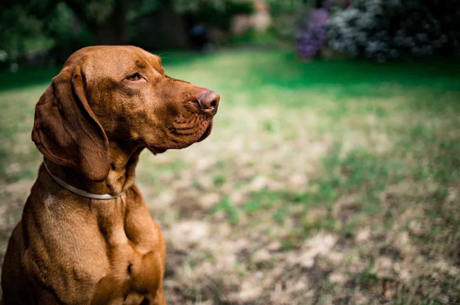 vizsla dog