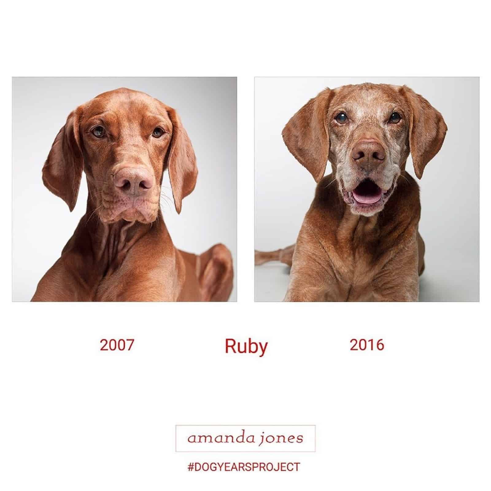 vizsla dog through years