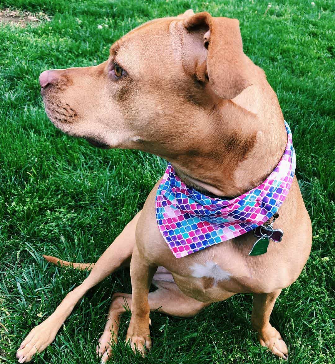 Vizsla Pitbull Mix looking away