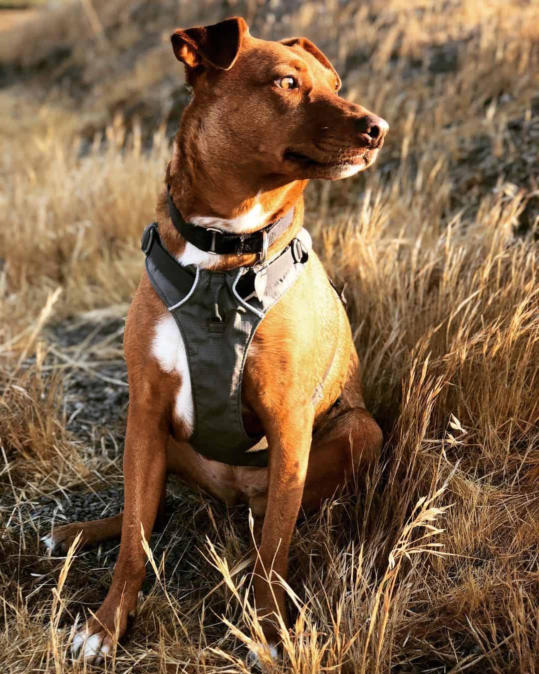 Vizsla Pitbull Mix