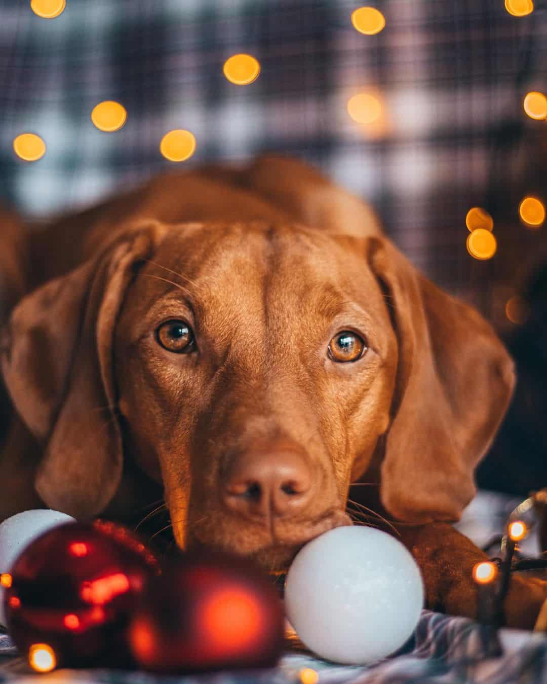 vizsla portrait