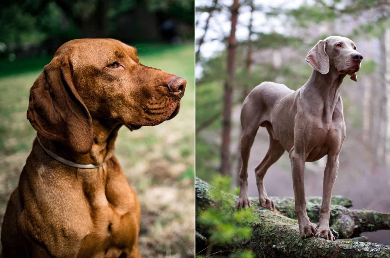 vizsla vs weimaraner