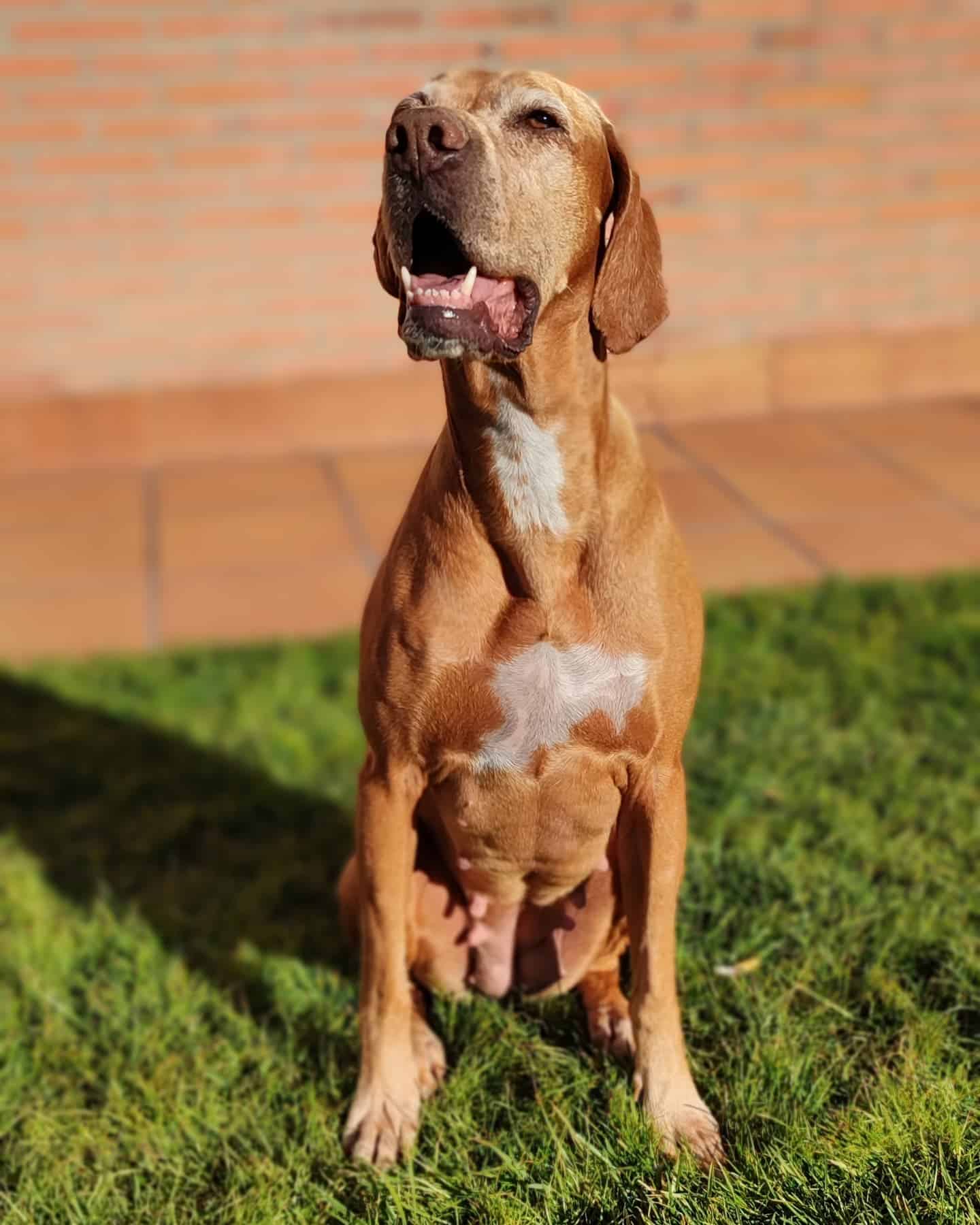 Vizsla X American Staffordshire Terrier