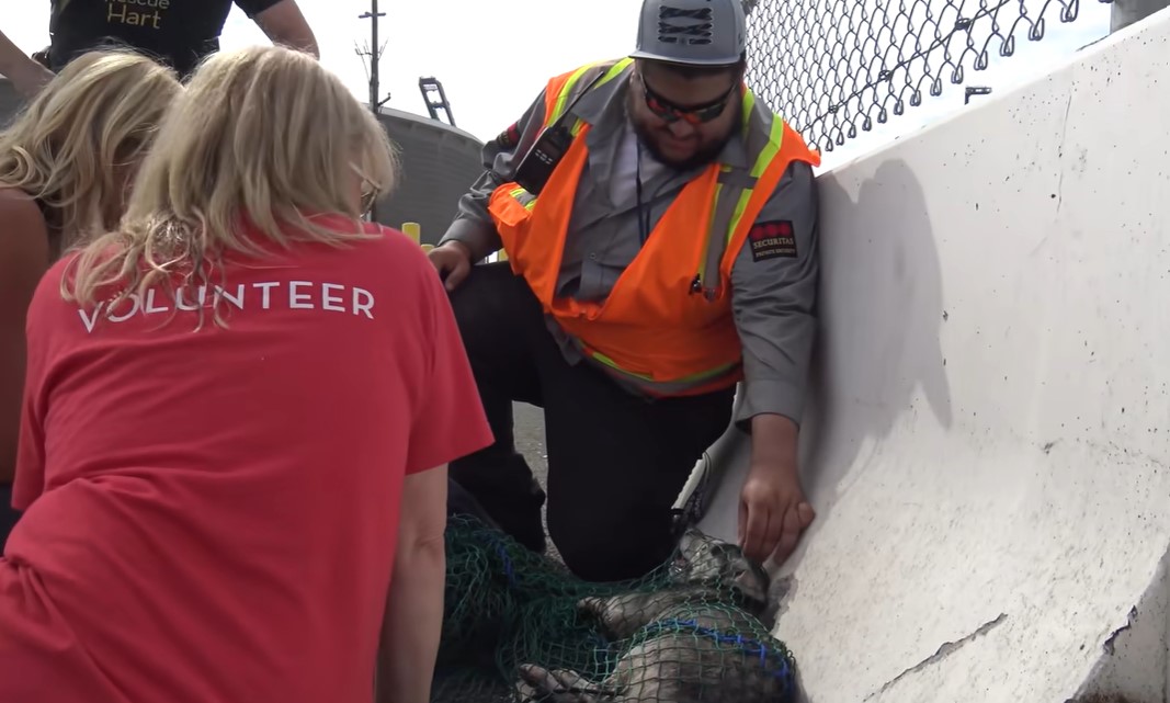 volunteers managed to catch a stray dog