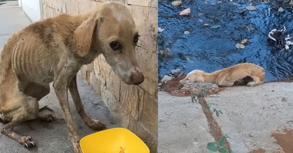 Fearful Dog Thrown In A Ditch By A Heartless Person Is Finally Safe