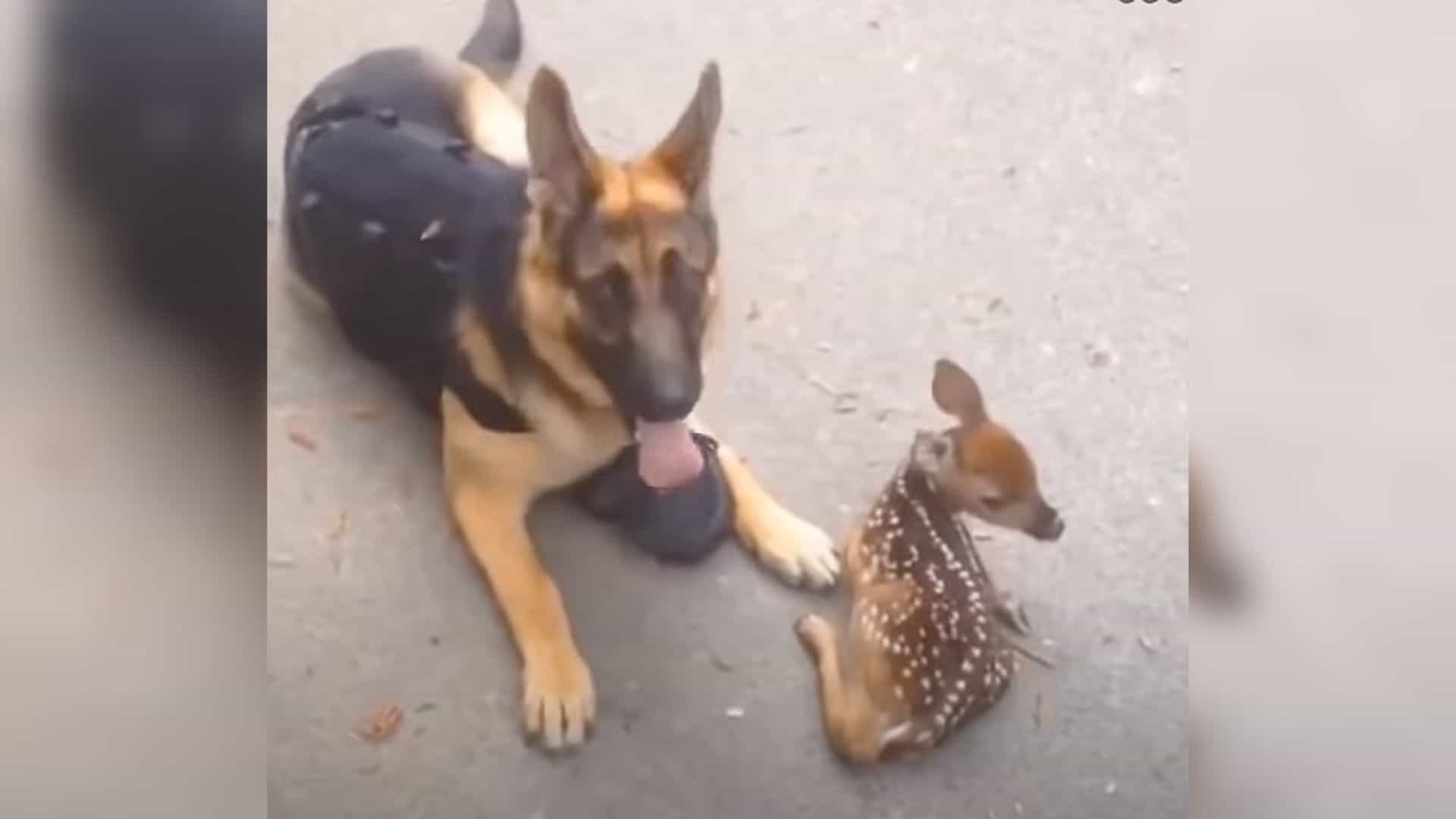 Watch How A German Shepherd Named Iris Befriends A Lost Fawn