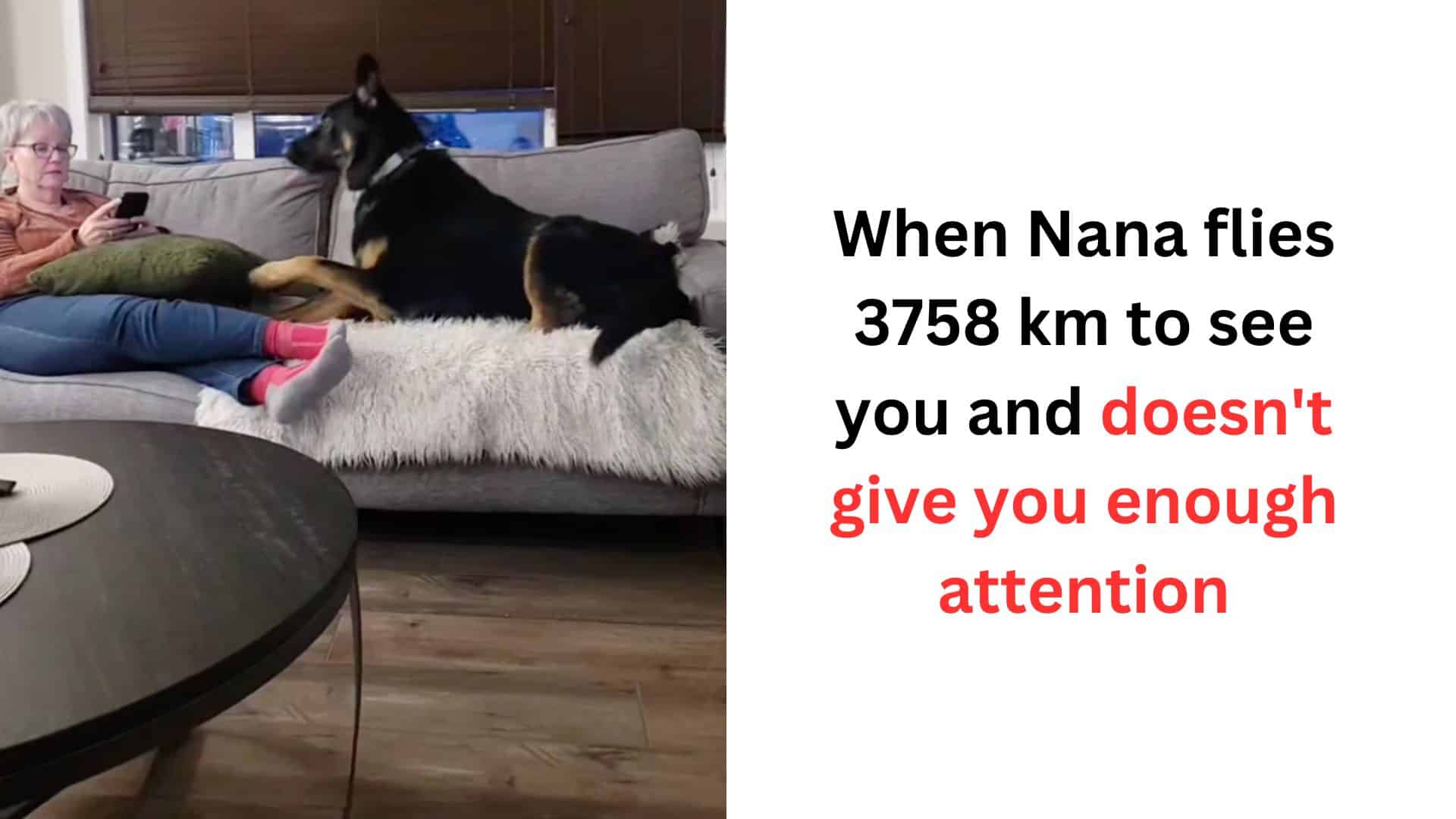 This German Shepherd Is The Biggest Attention Seeker Ever