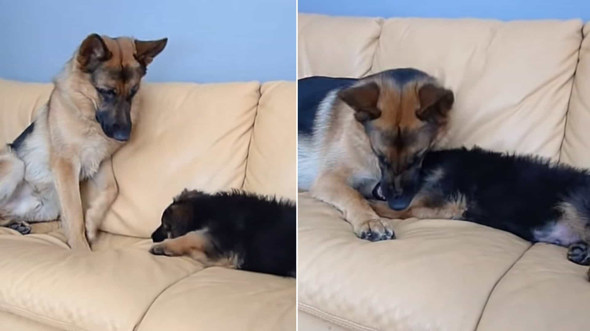 Watch How This GSD Puppy Wants To Bite His Older Brother