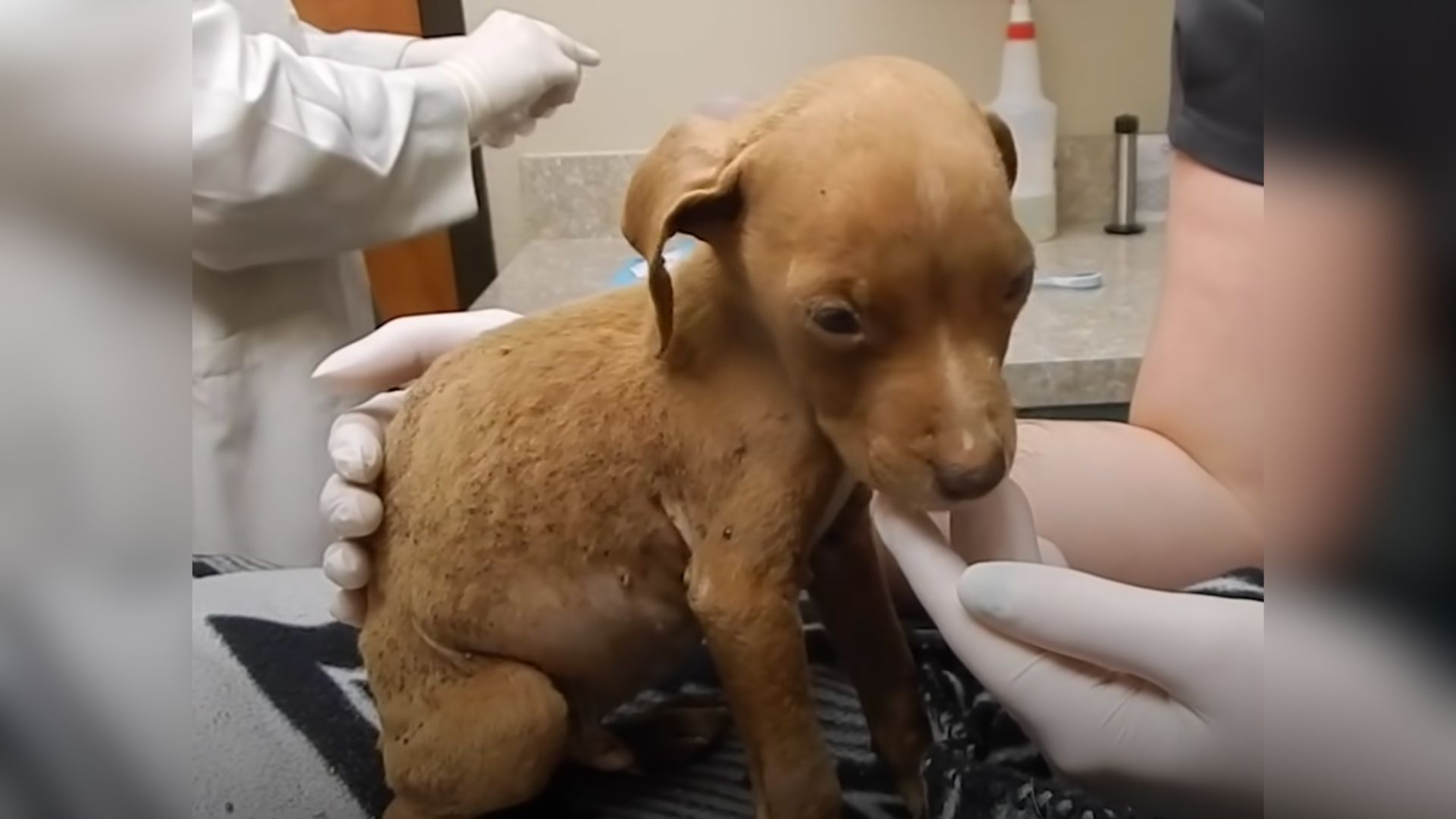 Tiny Puppy Classified As Chihuahua Turns Out To Be A Totally Different Breed