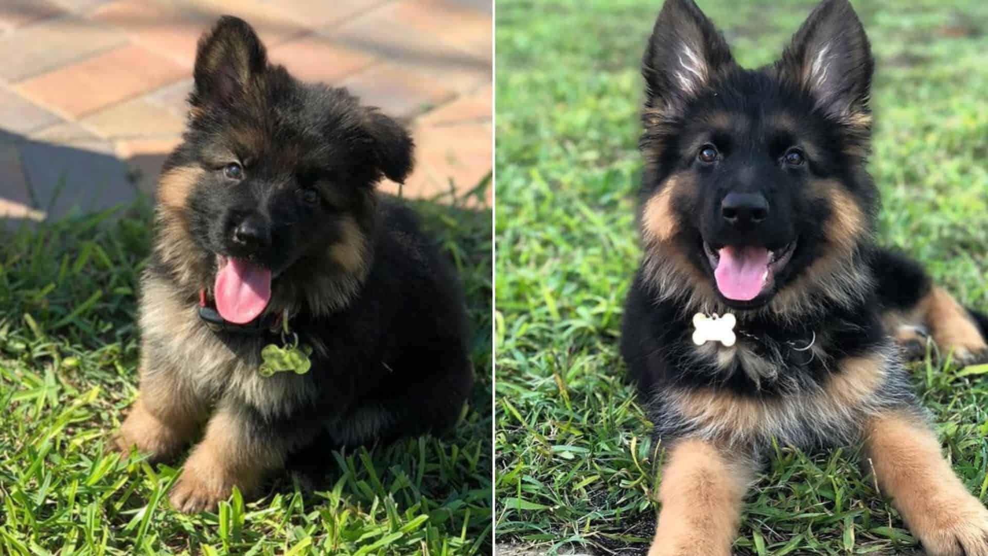 Watch This Cute Time Lapse Of A German Shepherd Puppy Growing Up, 8 Weeks To 1 Year