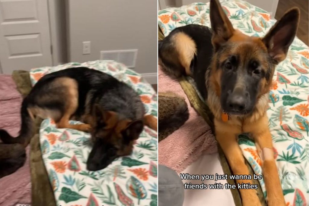 sad german shepherd lying on bed