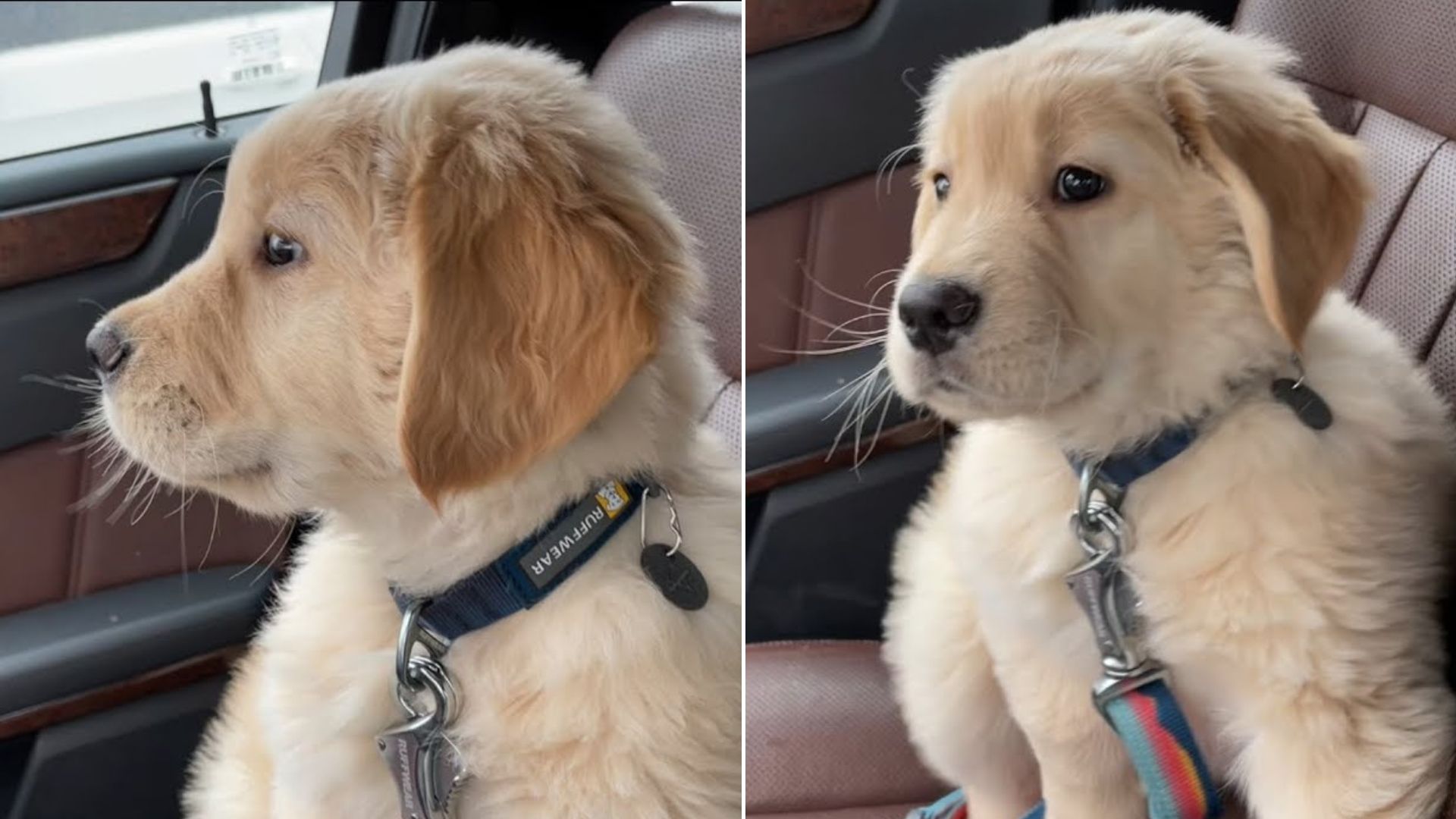 Golden Retriever Has The Funniest Reaction To Seeing Windshield Wipers For The First Time