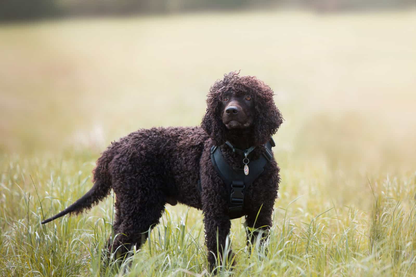 Water Spaniel in an open field