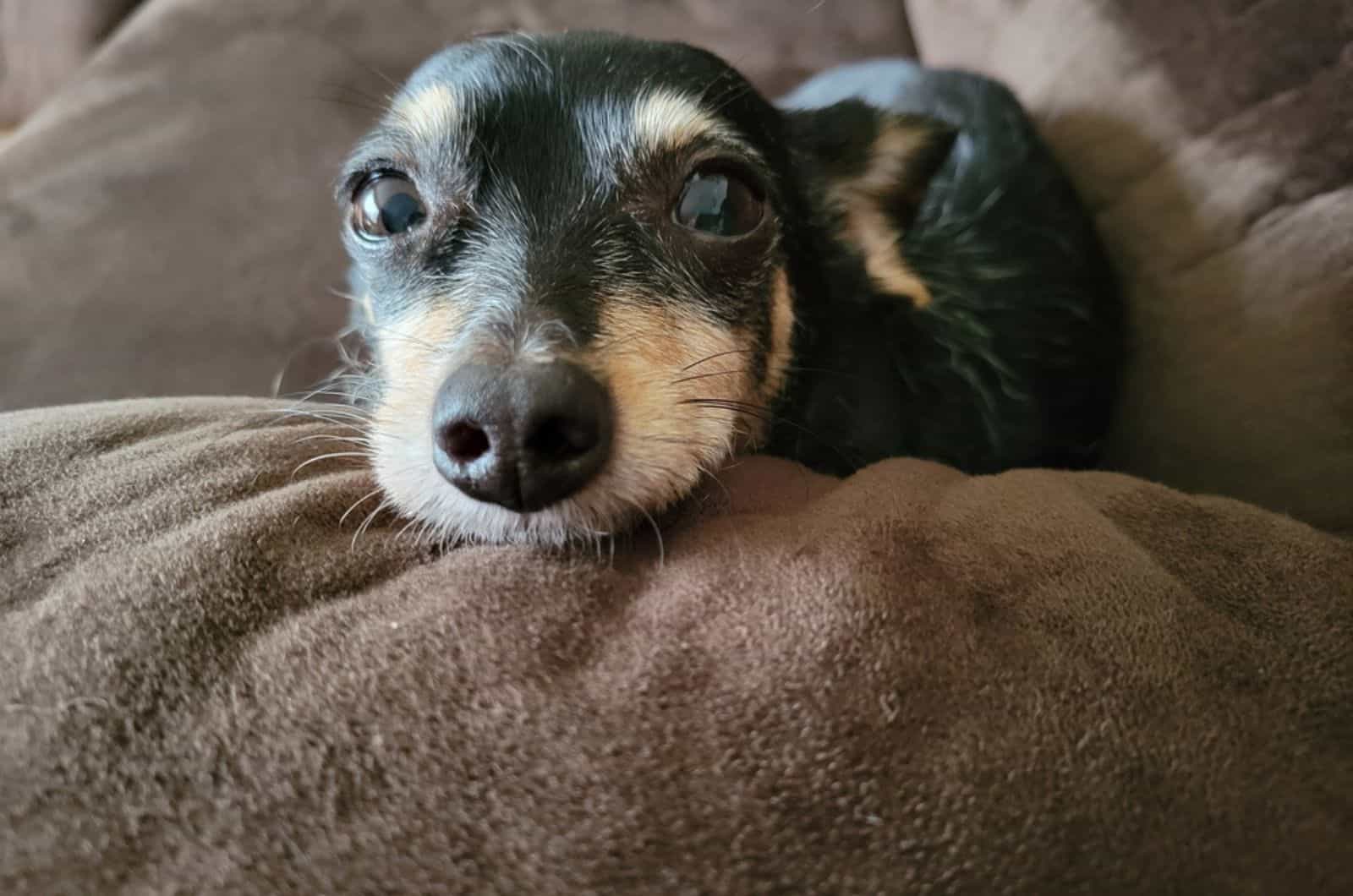 watery eyed dog lying on the pillow