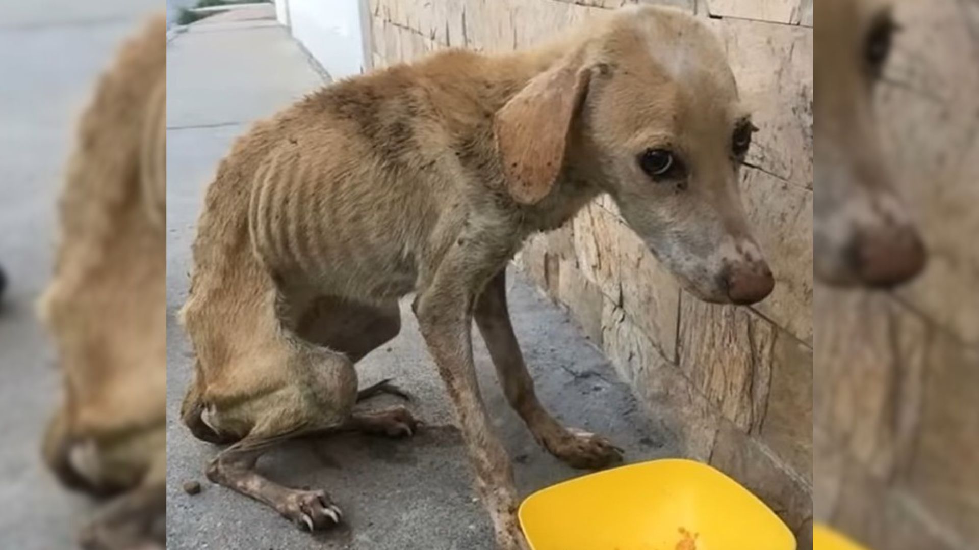 Dog Thrown In A Ditch Struggled To Get Out But Then Someone Amazing Came To Her Rescue