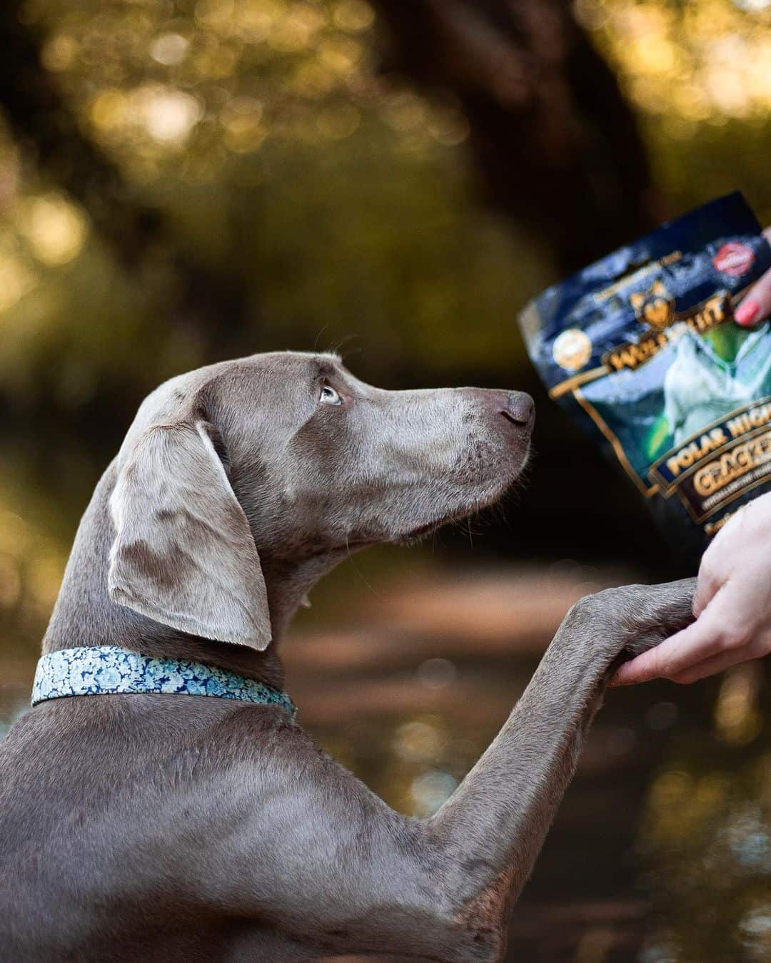 weimaraner being trained