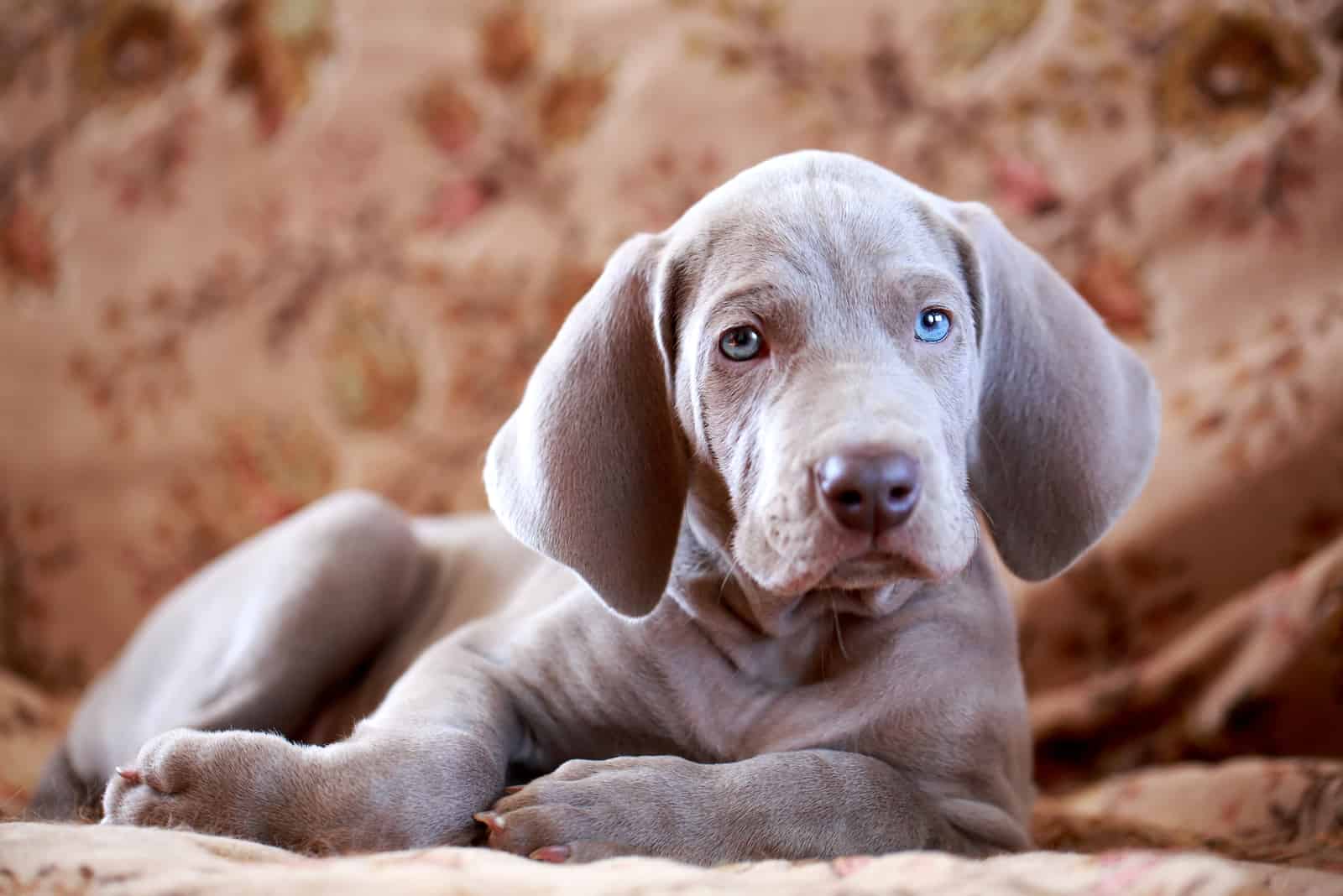 weimaraner blue puppy indoor