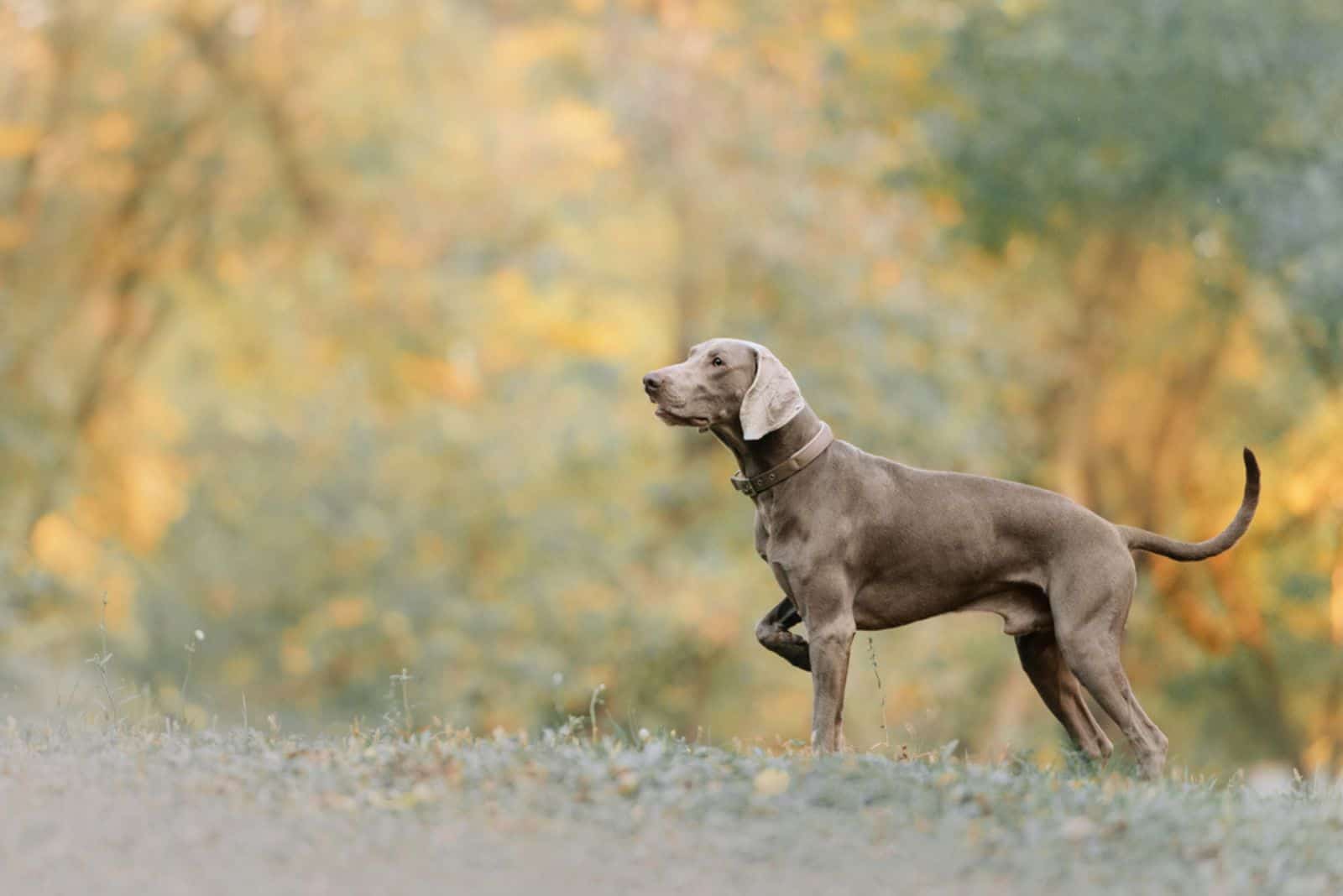 weimaraner dog in a collar pointing outdoors in autumn