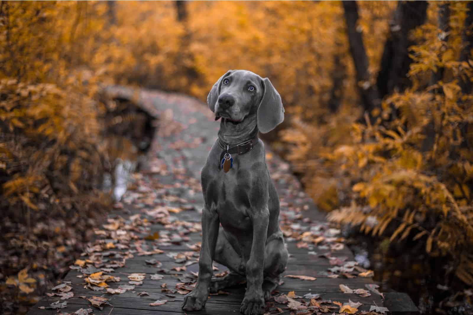 weimaraner dog in the park in the autumn